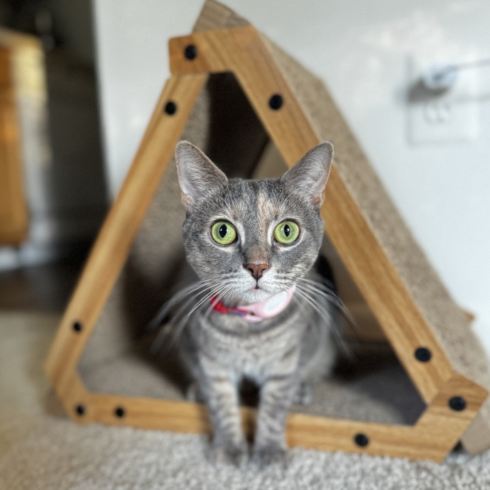 Your Cat's New Favorite Human