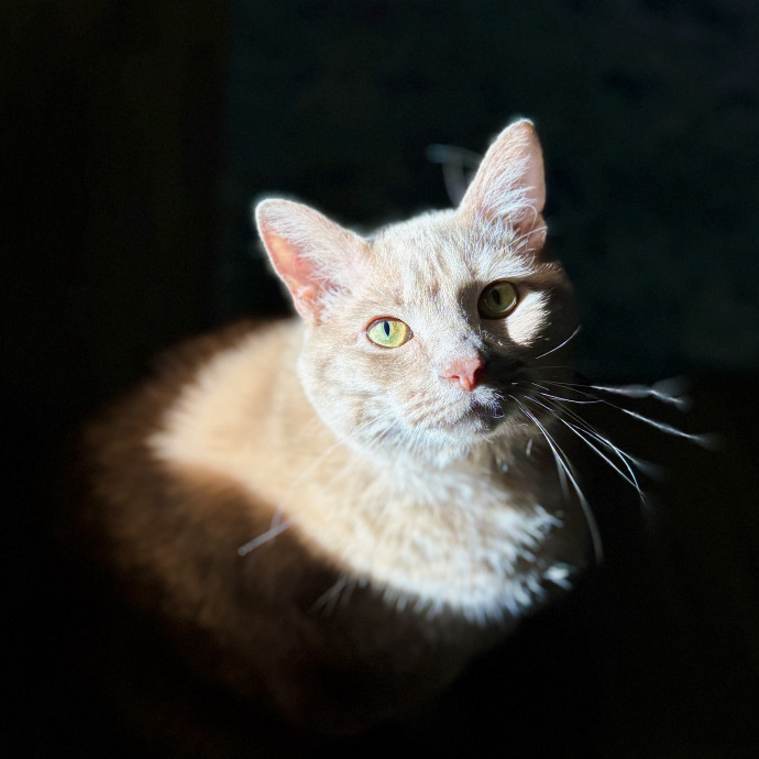 Your Cat's New Favorite Human