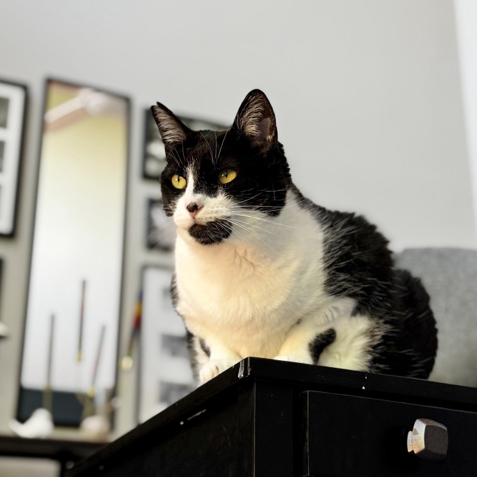 Your Cat's New Favorite Human
