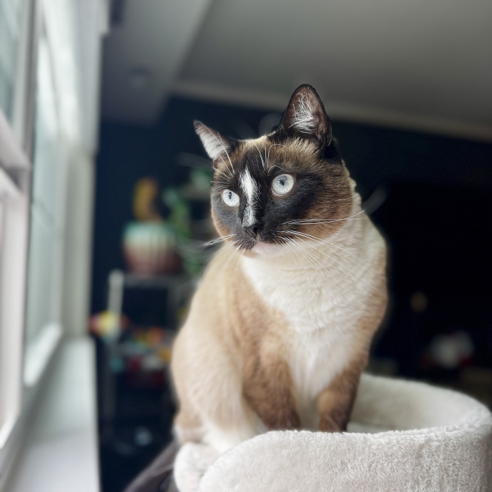 Your Cat's New Favorite Human