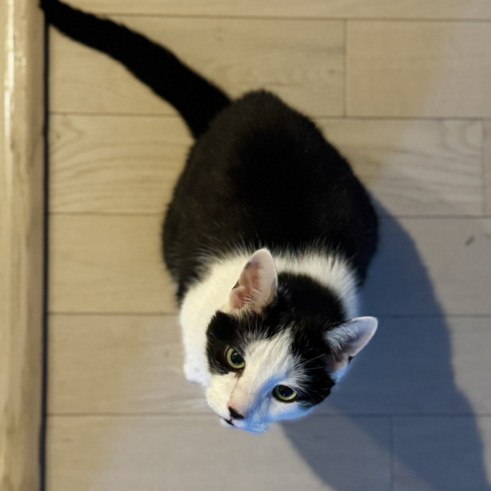 Your Cat's New Favorite Human