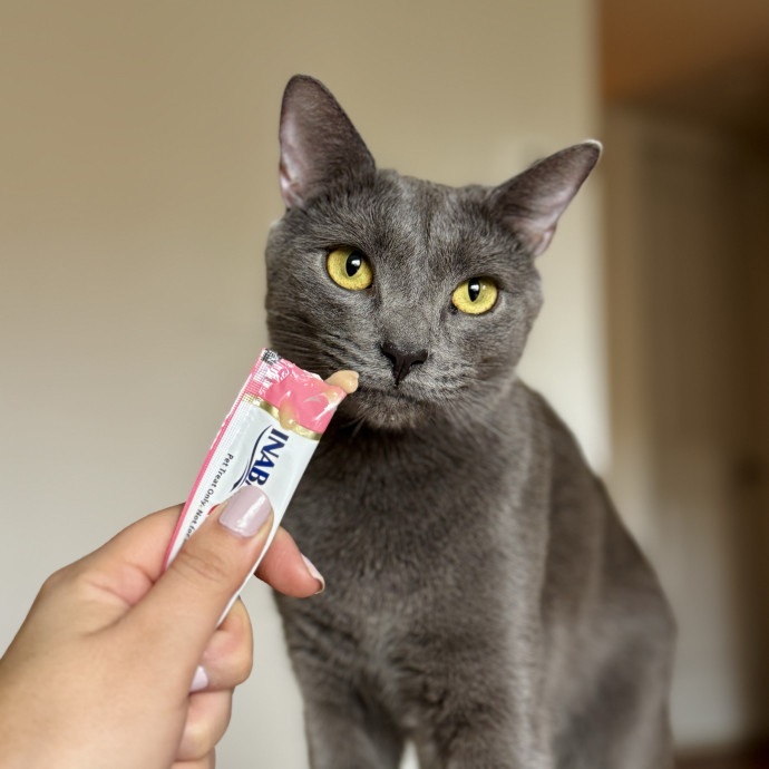 Your Cat's New Favorite Human