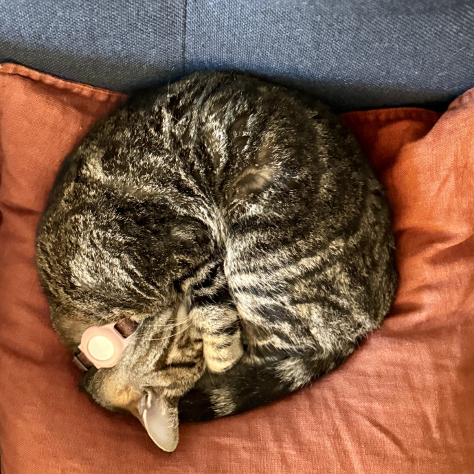 Your Cat's New Favorite Human