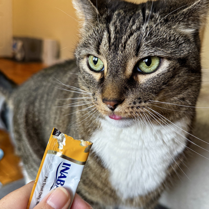 Your Cat's New Favorite Human