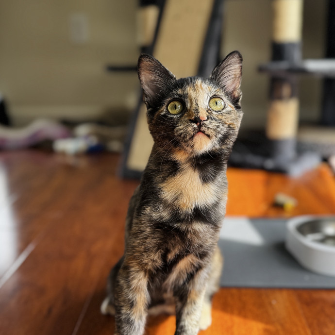 Your Cat's New Favorite Human photo 3