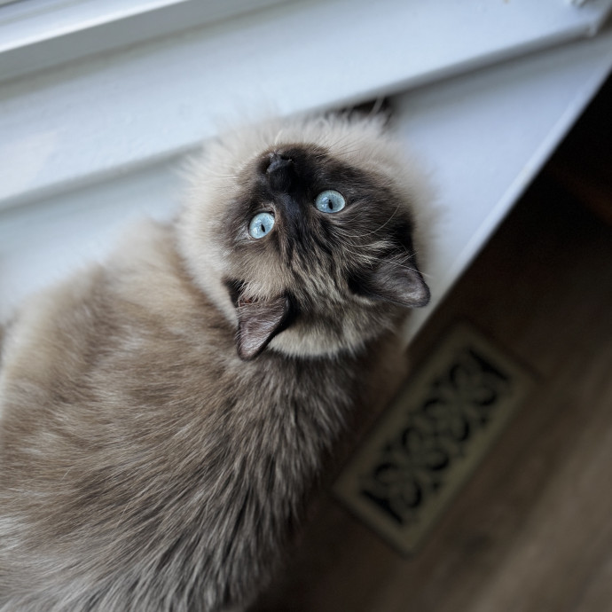 Your Cat's New Favorite Human photo 2