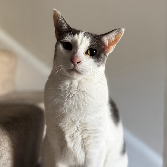 Your Cat's New Favorite Human