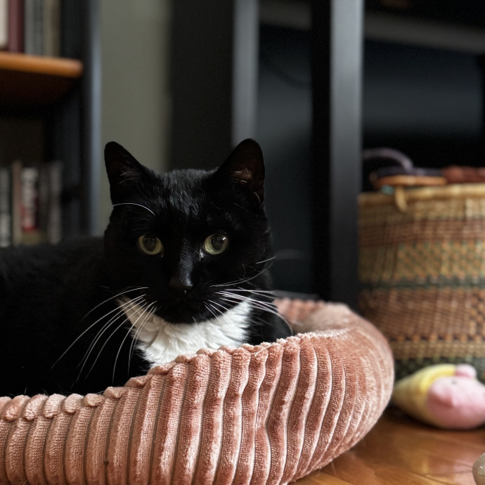 Your Cat's New Favorite Human