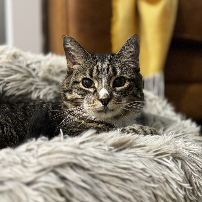 Your Cat's New Favorite Human