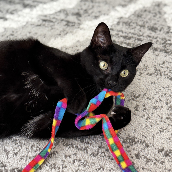 Your Cat's New Favorite Human