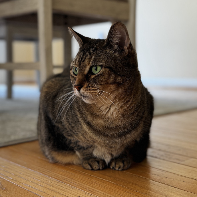 Your Cat's New Favorite Human