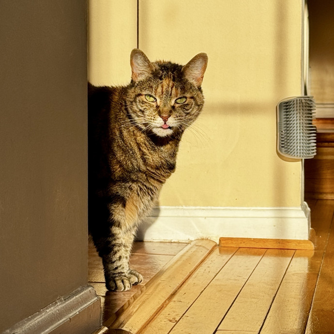 Your Cat's New Favorite Human