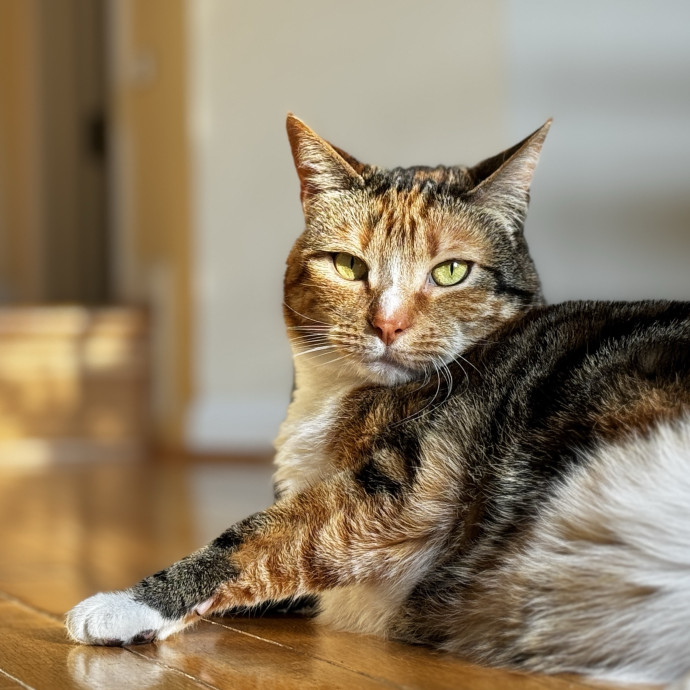 Your Cat's New Favorite Human
