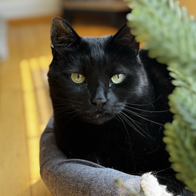 Your Cat's New Favorite Human photo 3