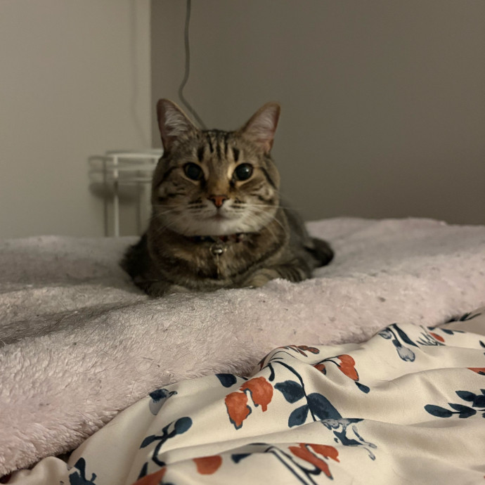 Lexi's Purrfect Kitty Care