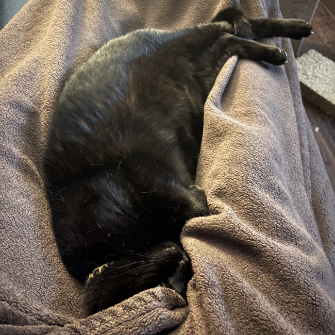 Lexi's Purrfect Kitty Care