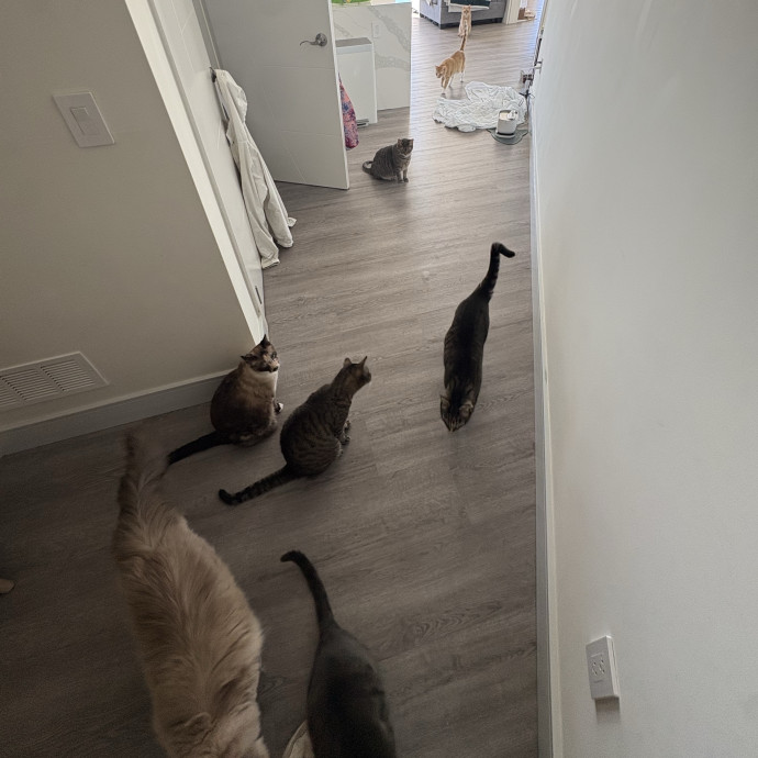 Lexi's Purrfect Kitty Care