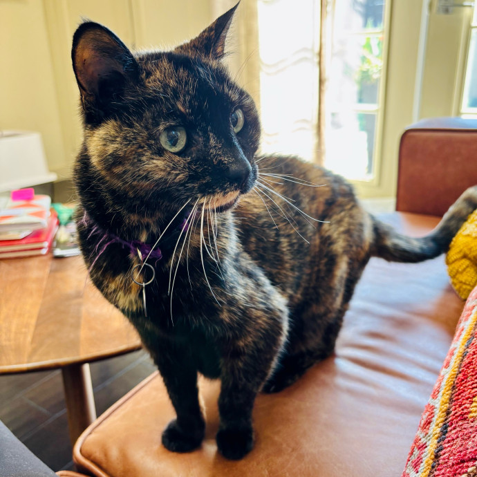 Your Kitty's Purrfect Butler