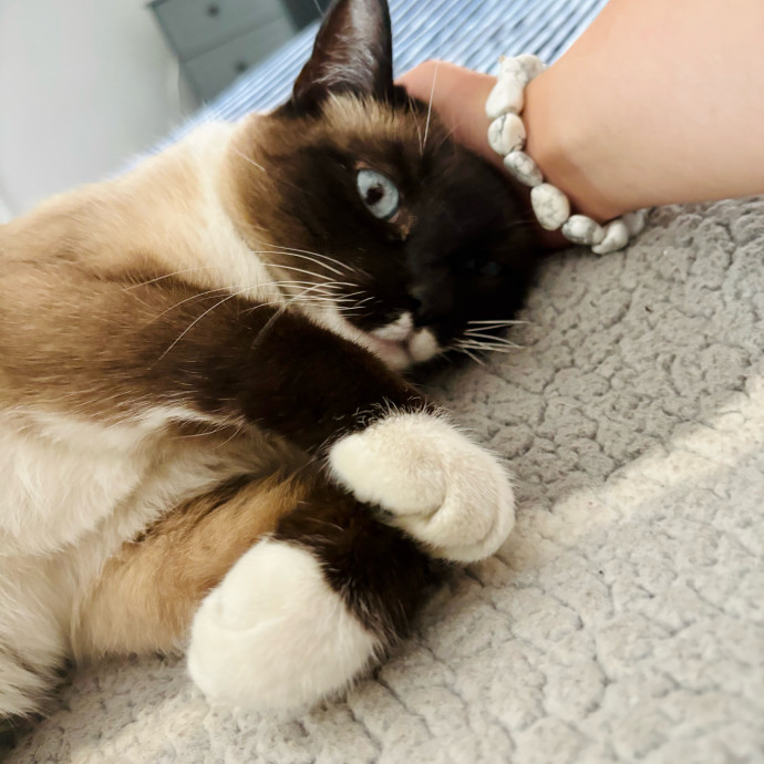 Your Kitty's Purrfect Butler photo 3