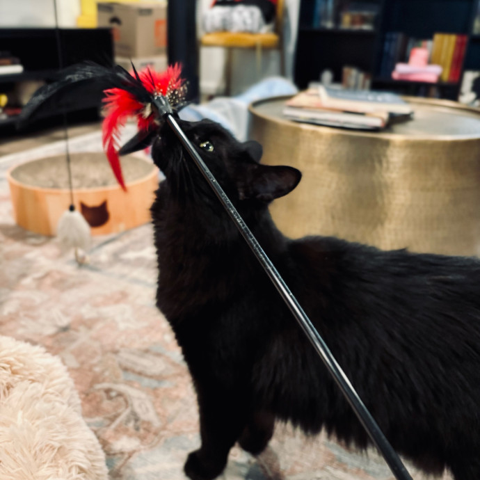 Your Kitty's Purrfect Butler photo 2