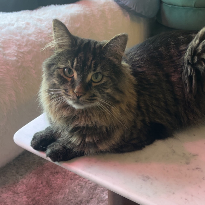 Trusted In-Home Cat Care