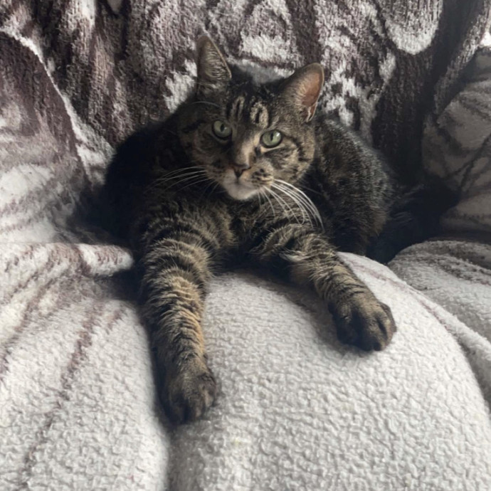 Trusted In-Home Cat Care