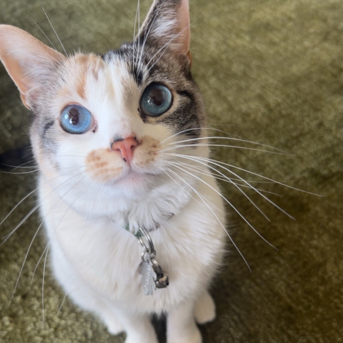 Trusted In-Home Cat Care