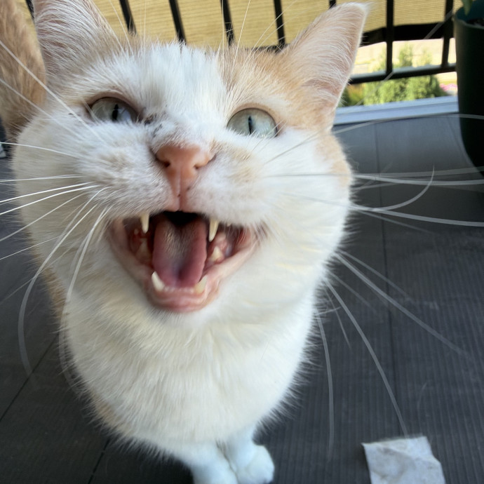 Trusted In-Home Cat Care