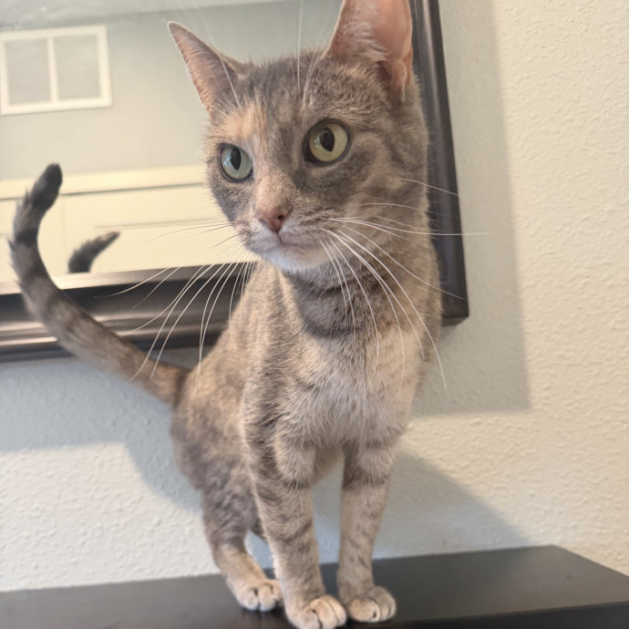 Trusted In-Home Cat Care