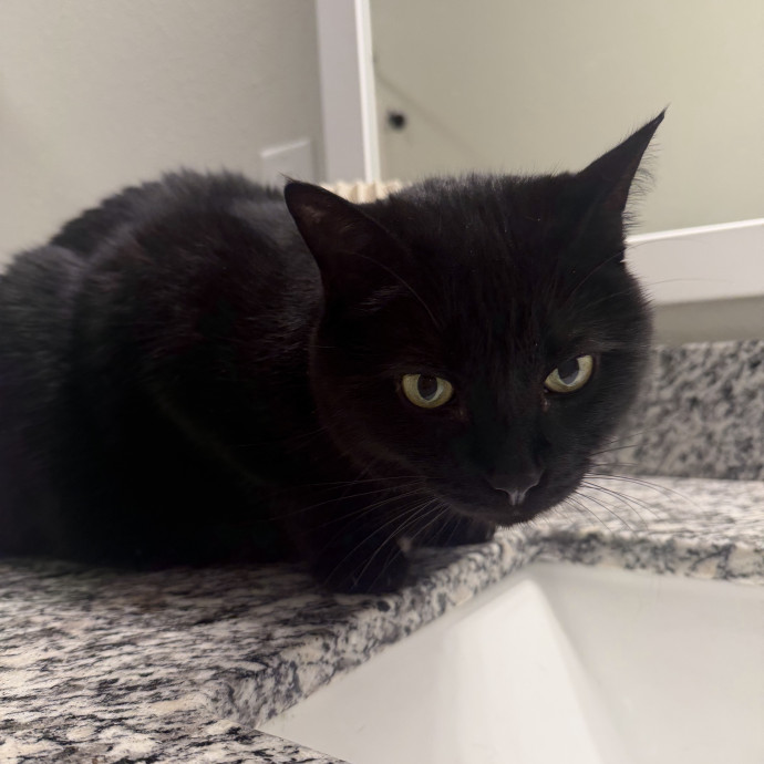 Trusted In-Home Cat Care