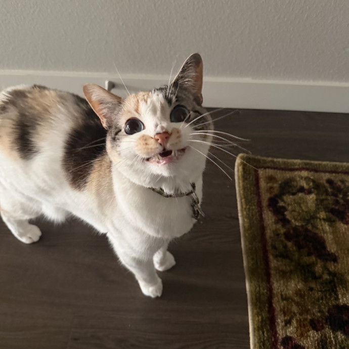Trusted In-Home Cat Care photo 3