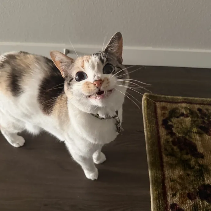 Molly P.