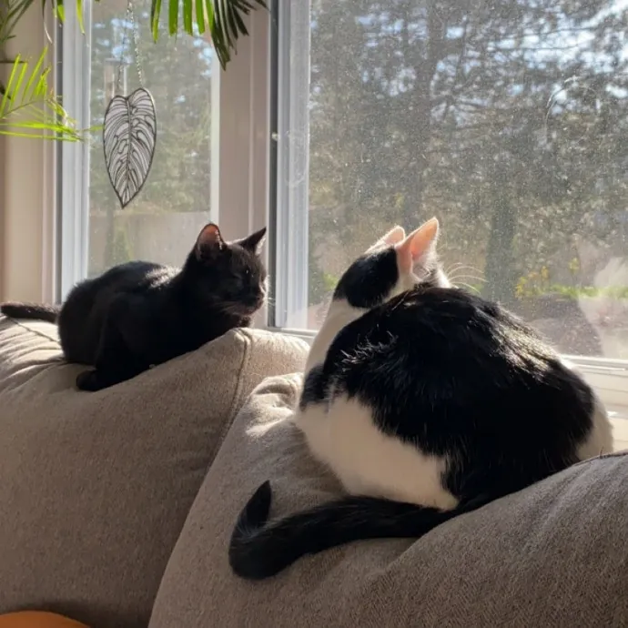 Cuddly Cat Care With Sam