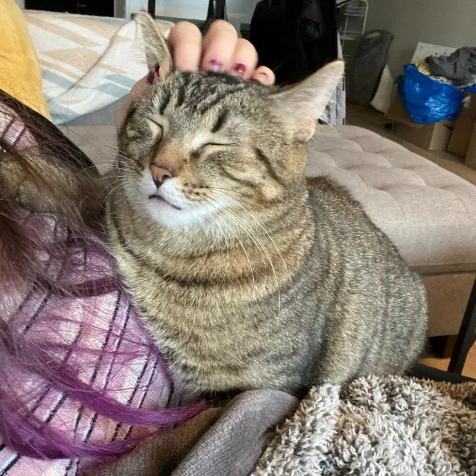 Cuddly Cat Care With Sam