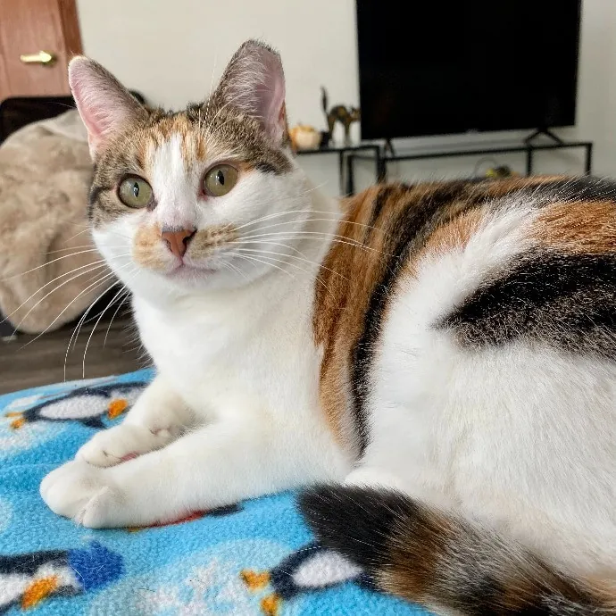 Cuddly Cat Care With Sam