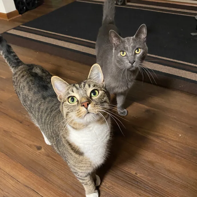 Cuddly Cat Care With Sam