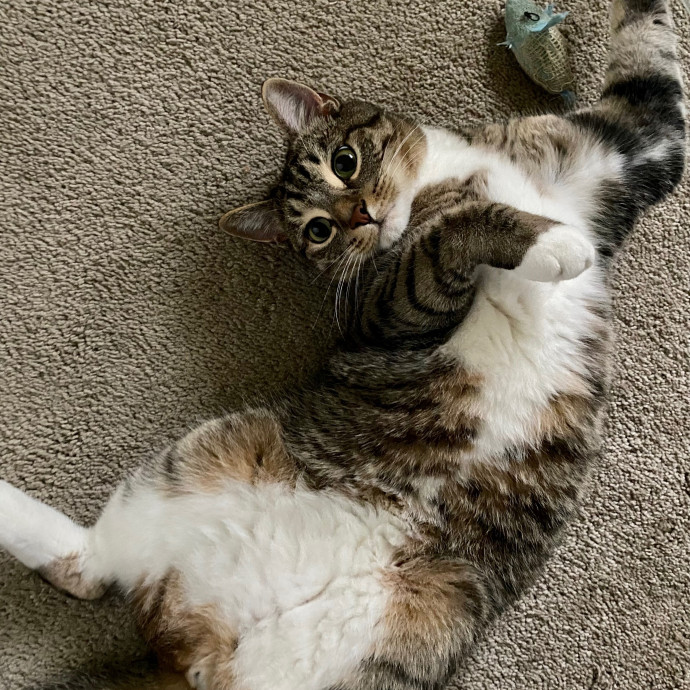 Cuddly Cat Care With Sam