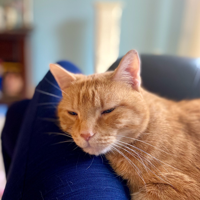 Cuddly Cat Care With Sam