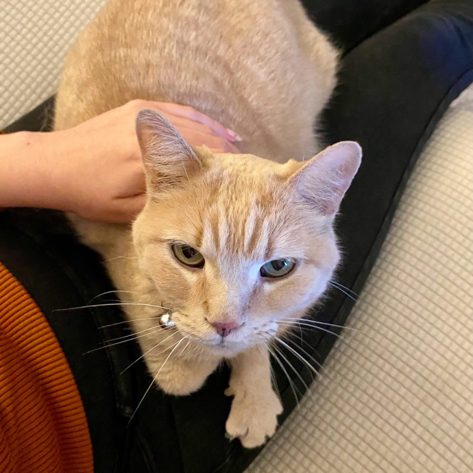 Cuddly Cat Care With Sam photo 3