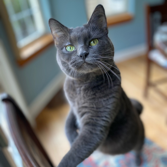 Cuddly Cat Care With Sam photo 2