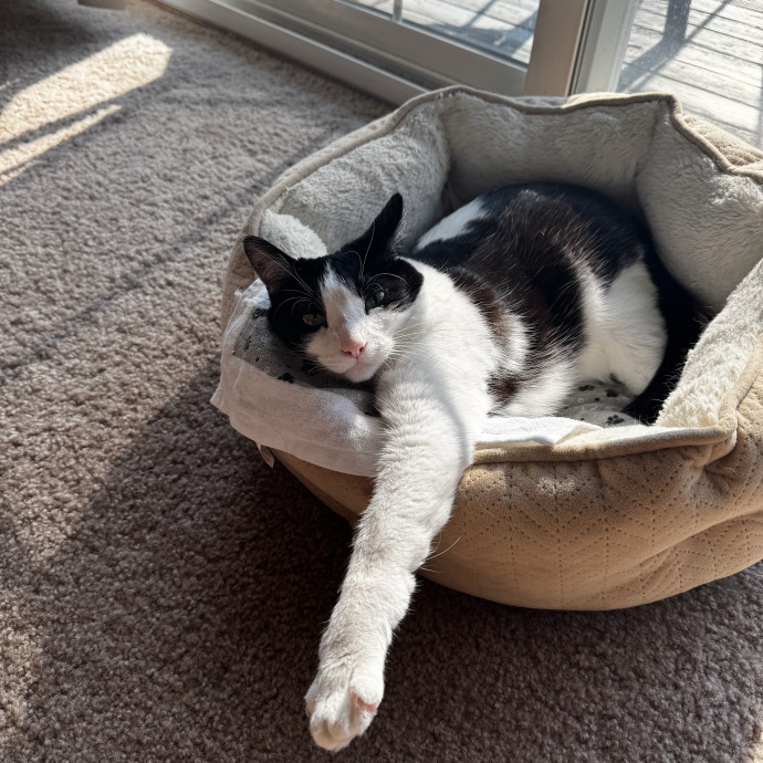 Loving  Reliable Cat Sitter Chi Suburbs