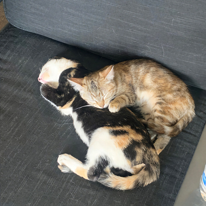Kitties From All Walks Of Life