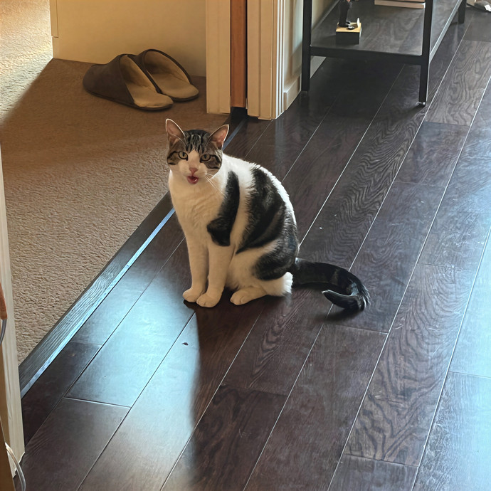Kitties From All Walks Of Life