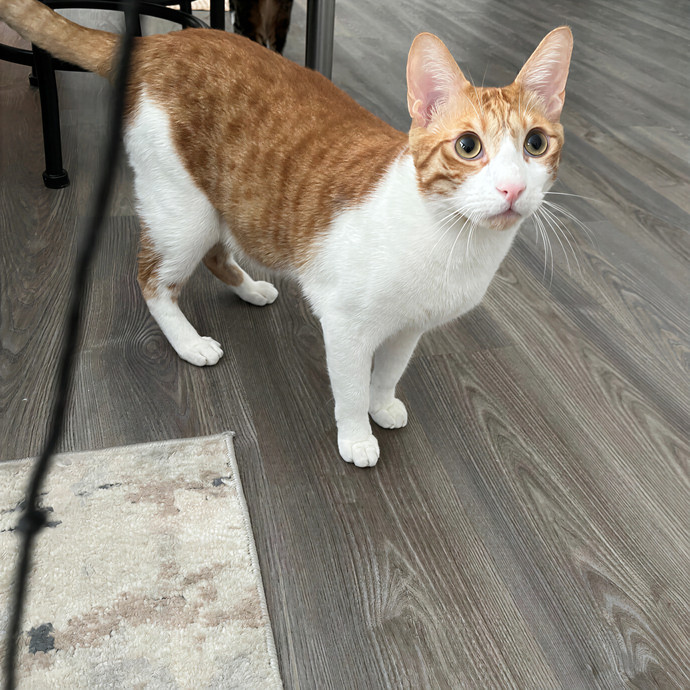 Kitties From All Walks Of Life