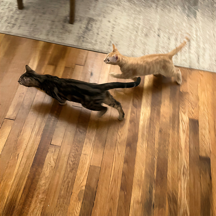 Kitties From All Walks Of Life