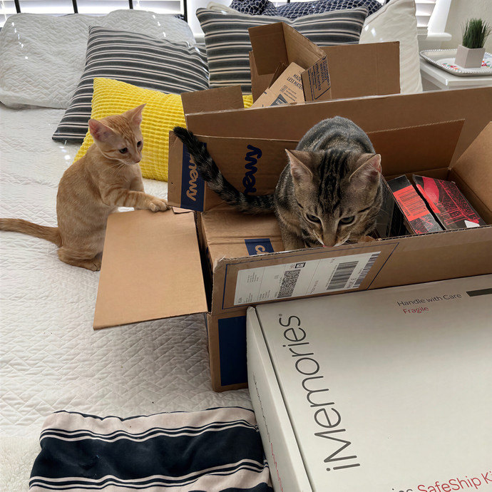 Kitties From All Walks Of Life