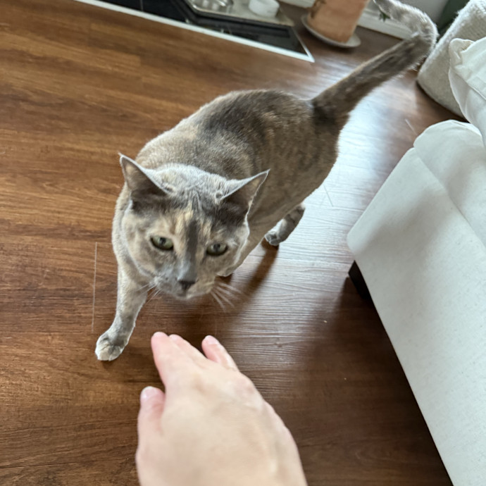 Kitties From All Walks Of Life