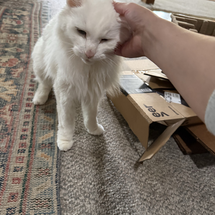 Kitties From All Walks Of Life
