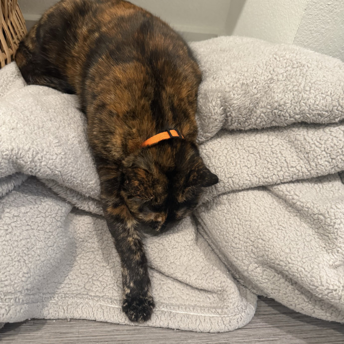 Kitties From All Walks Of Life