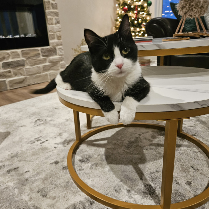 Cat Care Extraordinaire
